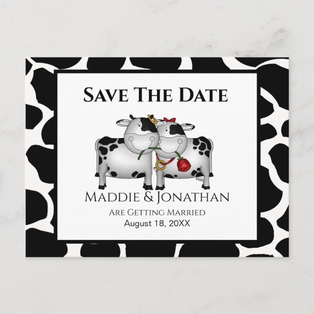 Fun Wedding Cows Save the Date Postcard (Front)