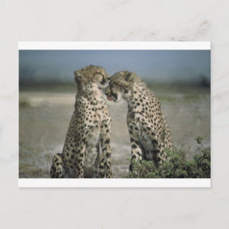 Fun with Cheetahs! Postcard