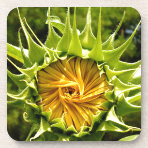 Fun yellow floral Sunflower Coaster