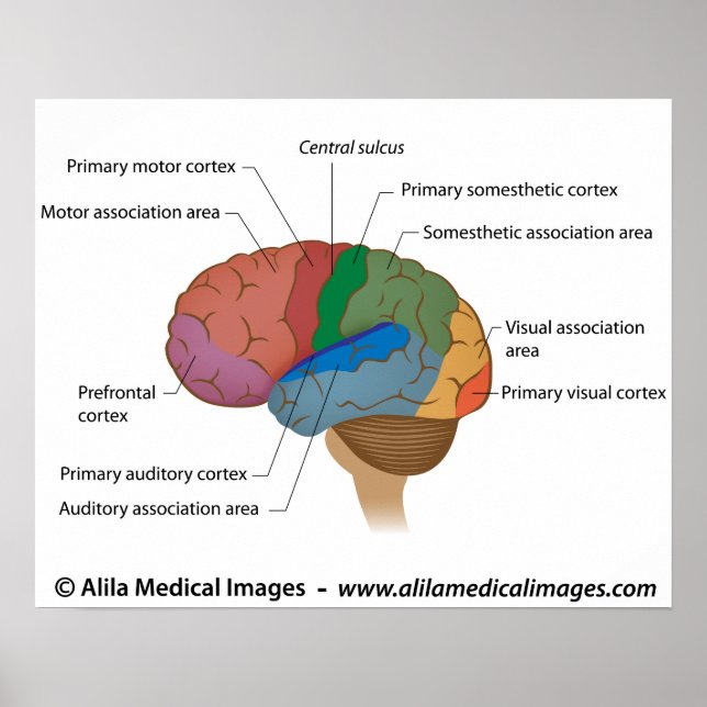 Functional areas of the cerebral cortex. poster (Front)