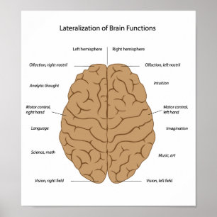 Functions of the brain Poster