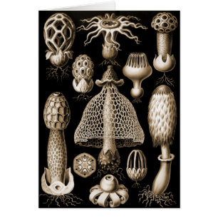 Fungi