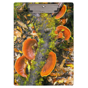Fungi Growing On Branches, The Knysna-Amatole Clipboard