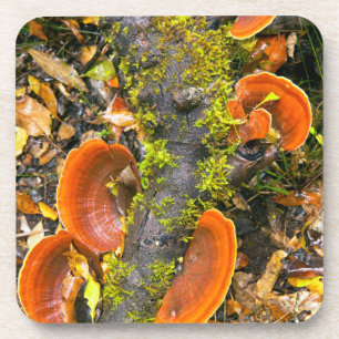 Fungi Growing On Branches, The Knysna-Amatole Coaster