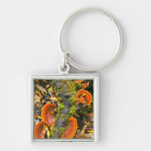 Fungi Growing On Branches, The Knysna-Amatole Key Ring