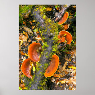 Fungi Growing On Branches, The Knysna-Amatole Poster