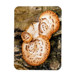 FUNGI MAGNET