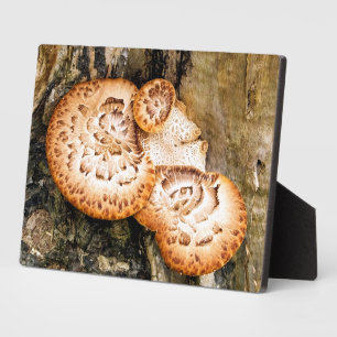 FUNGI  PLAQUE