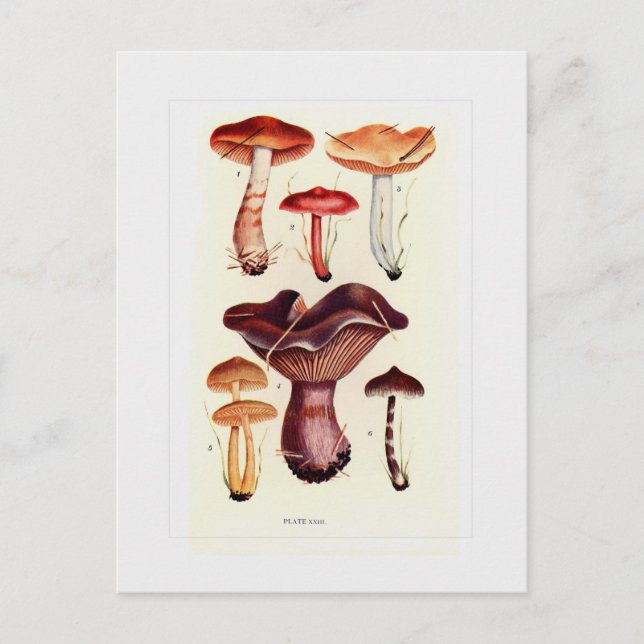Fungi Postcard (Front)