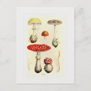 Fungi Postcard
