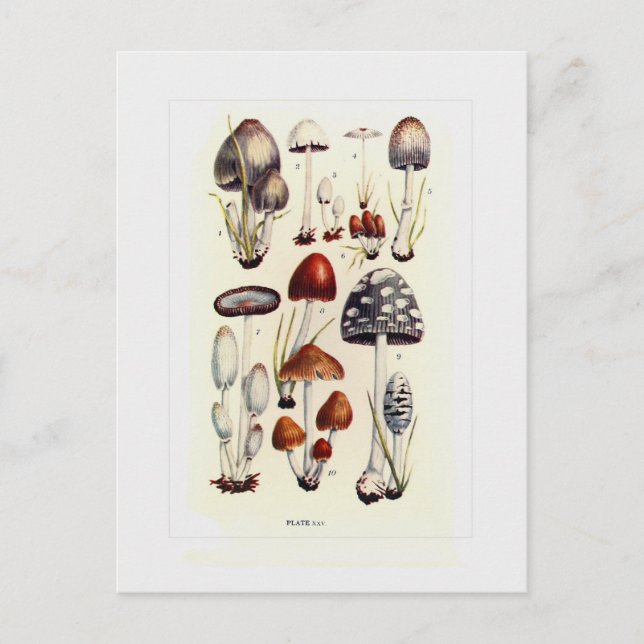 Fungi Postcard (Front)