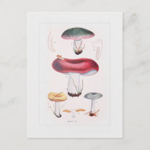 Fungi Postcard
