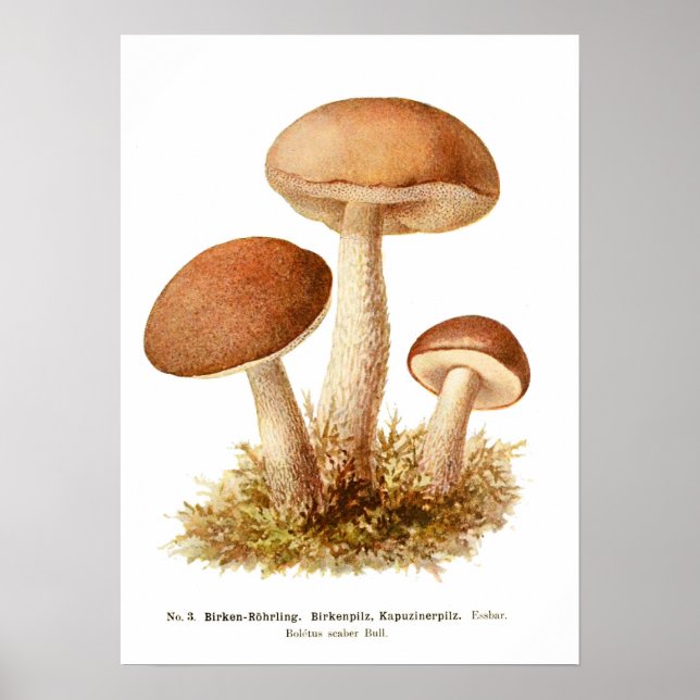 Fungi Poster (Front)