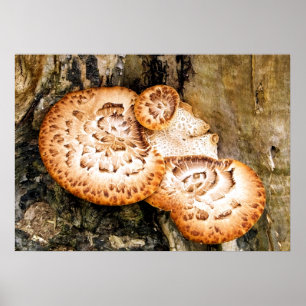 FUNGI   POSTER