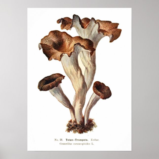 Fungi Poster (Front)