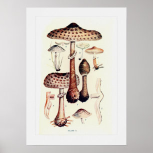 Fungi Poster