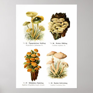 Fungi Poster