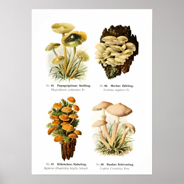 Fungi Poster (Front)