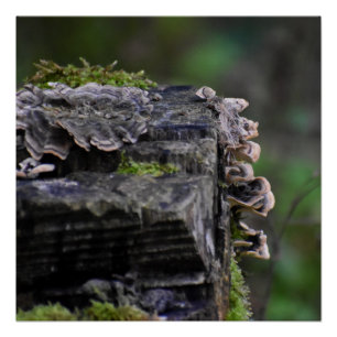 Fungi  poster