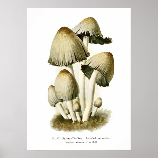 Fungi Poster (Front)