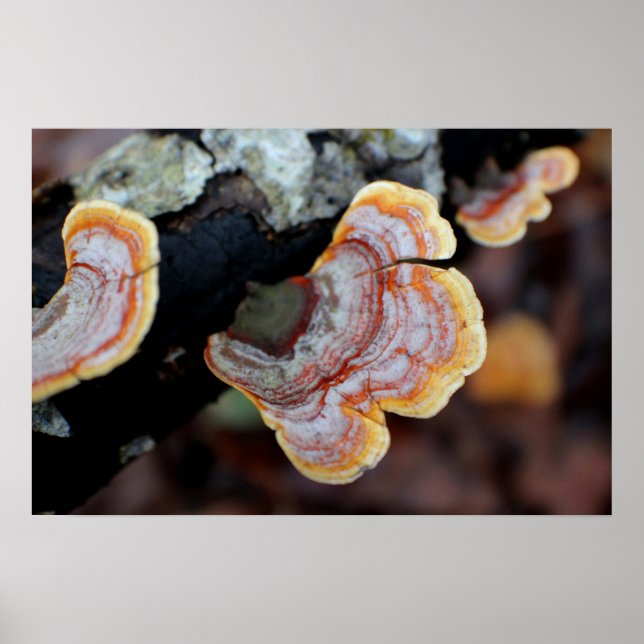 Fungus on a Branch Poster (Front)