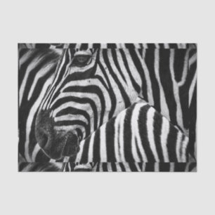 Funky Black and White Zebra Tissue Paper