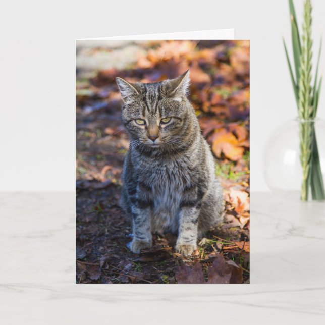 Funky Cat Folded Greeting Card (Front)