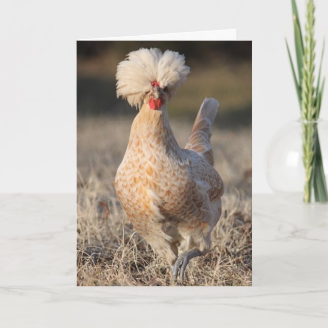 Funky Chicken Greeting Card (Front)