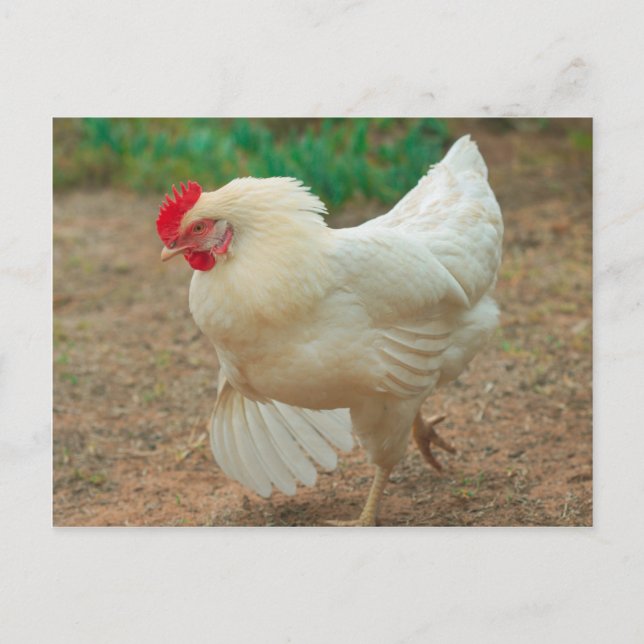Funky Chicken Hen Hy-Line Silver Brown Postcard (Front)