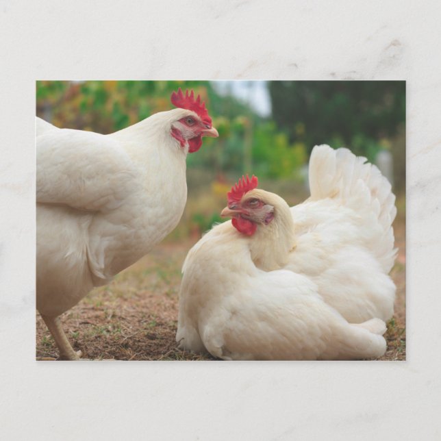 Funky Chicken Hen Hy-Line Silver Brown Postcard (Front)