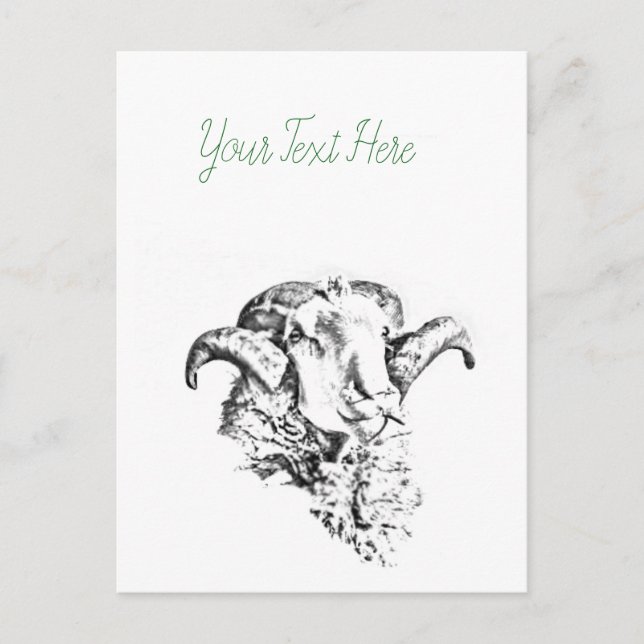Funky Cute Sheep Ram Postcard (Front)