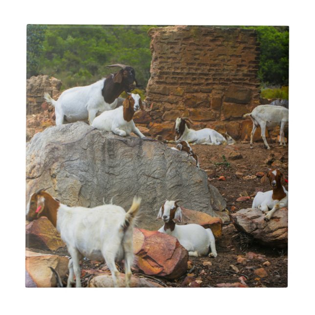 Funky Goats Ginger White Standing Walking Ceramic Tile (Front)