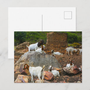 Funky Goats Ginger White Standing Walking Holiday Postcard