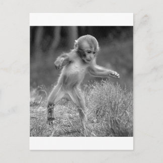 Funky Little Monkey Postcard