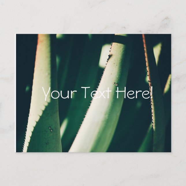 Funky Pale Green Aloe Plants Postcard (Front)