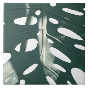 Funky Pale Green Swiss Cheese Plant Ceramic Tile