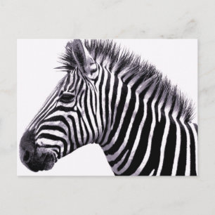Funky Zebra Postcard