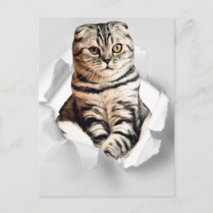 Funny 3d graphic cat torn paper illusion square postcard