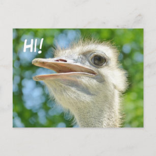 Funny African Ostrich - Hi Postcard