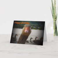 Funny Aging Birthday Old Bird Goose