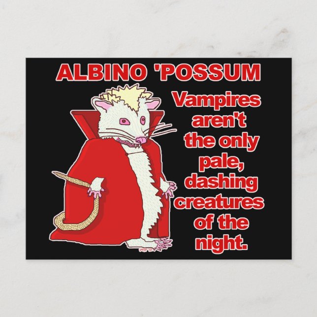Funny Albino Possum Vampire Animal Postcard (Front)