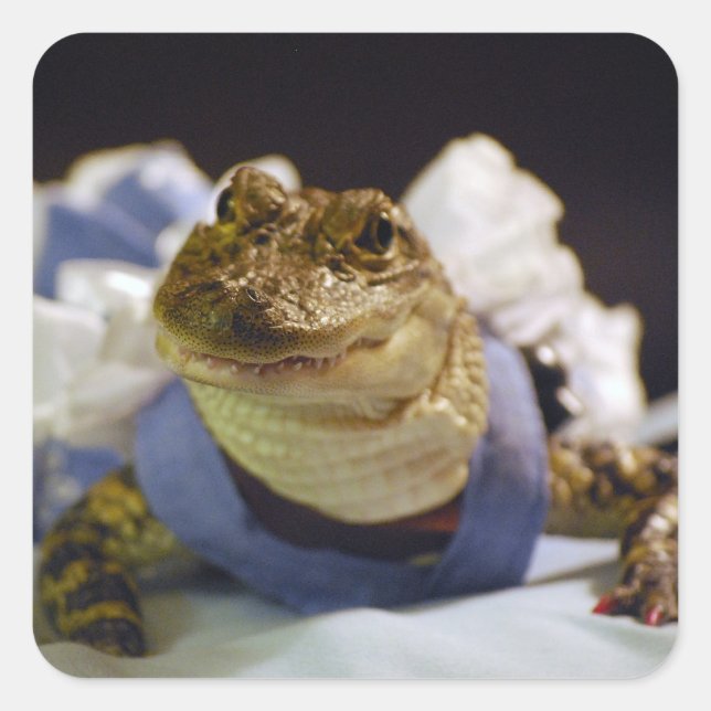 Funny Alligator Stickers (Front)