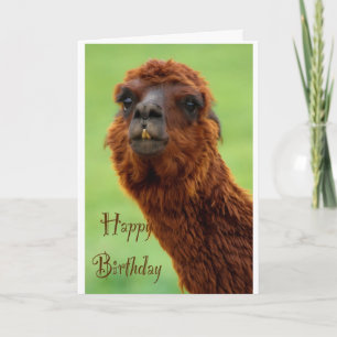 Funny Alpaca Birthday Card