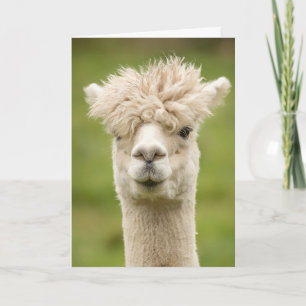 Funny Alpaca Birthday Card