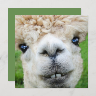 Funny Alpaca Christmas card