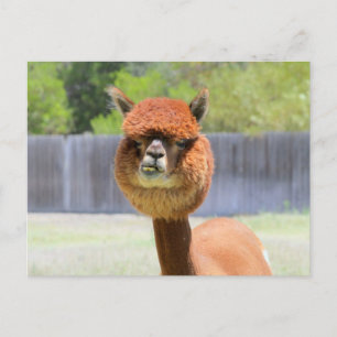 Funny Alpaca Post Card