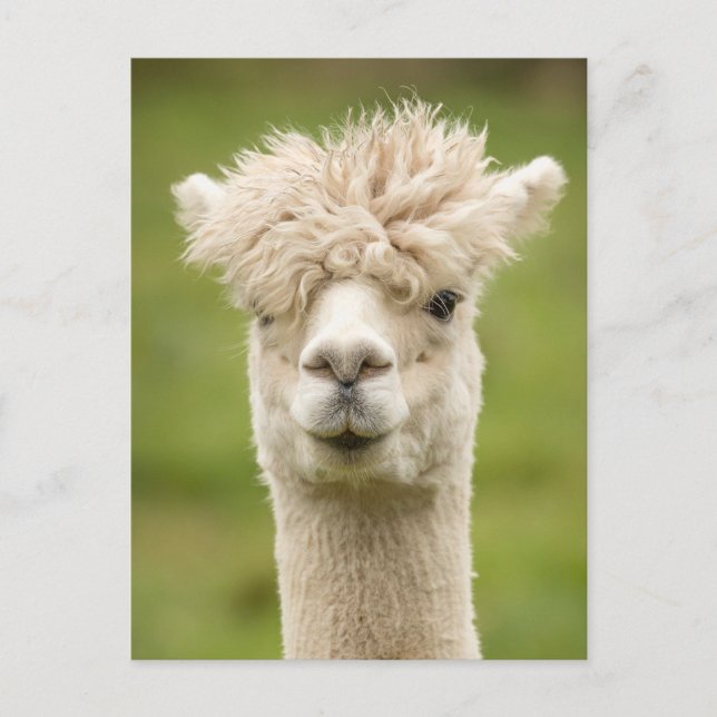 Funny Alpaca Postcard (Front)