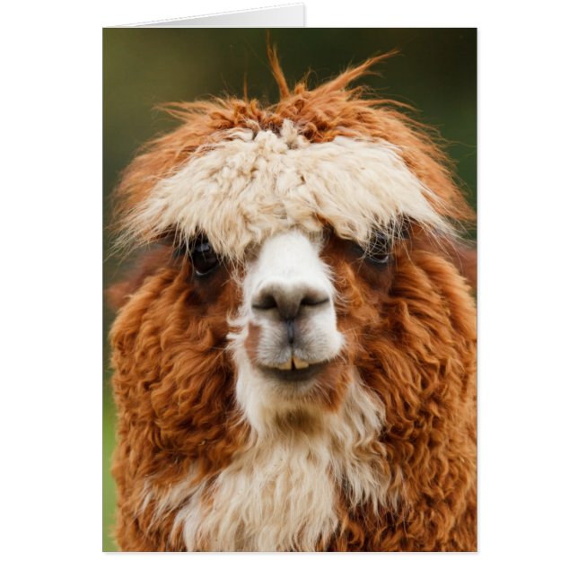 Funny alpaca with big teeth (Front)