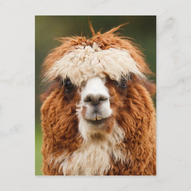 Funny alpaca with big teeth postcard (Front)
