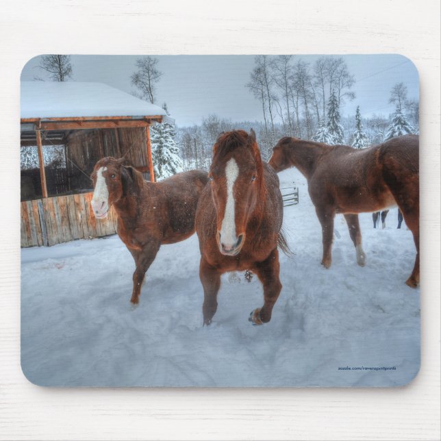Funny Amorous Stallion and Reluctant Mare Horses Mouse Pad (Front)